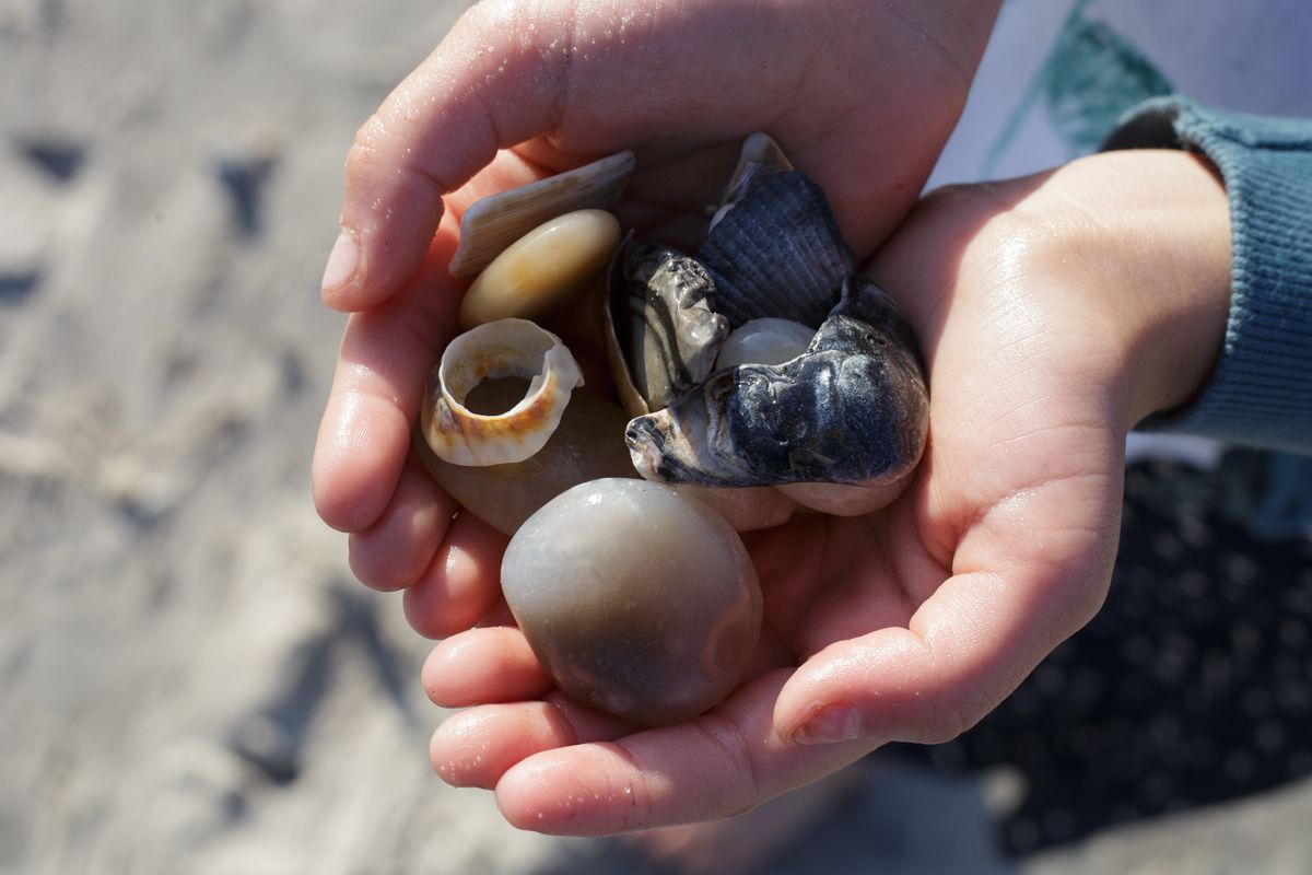 Hand mit Muscheln an der Ostsee