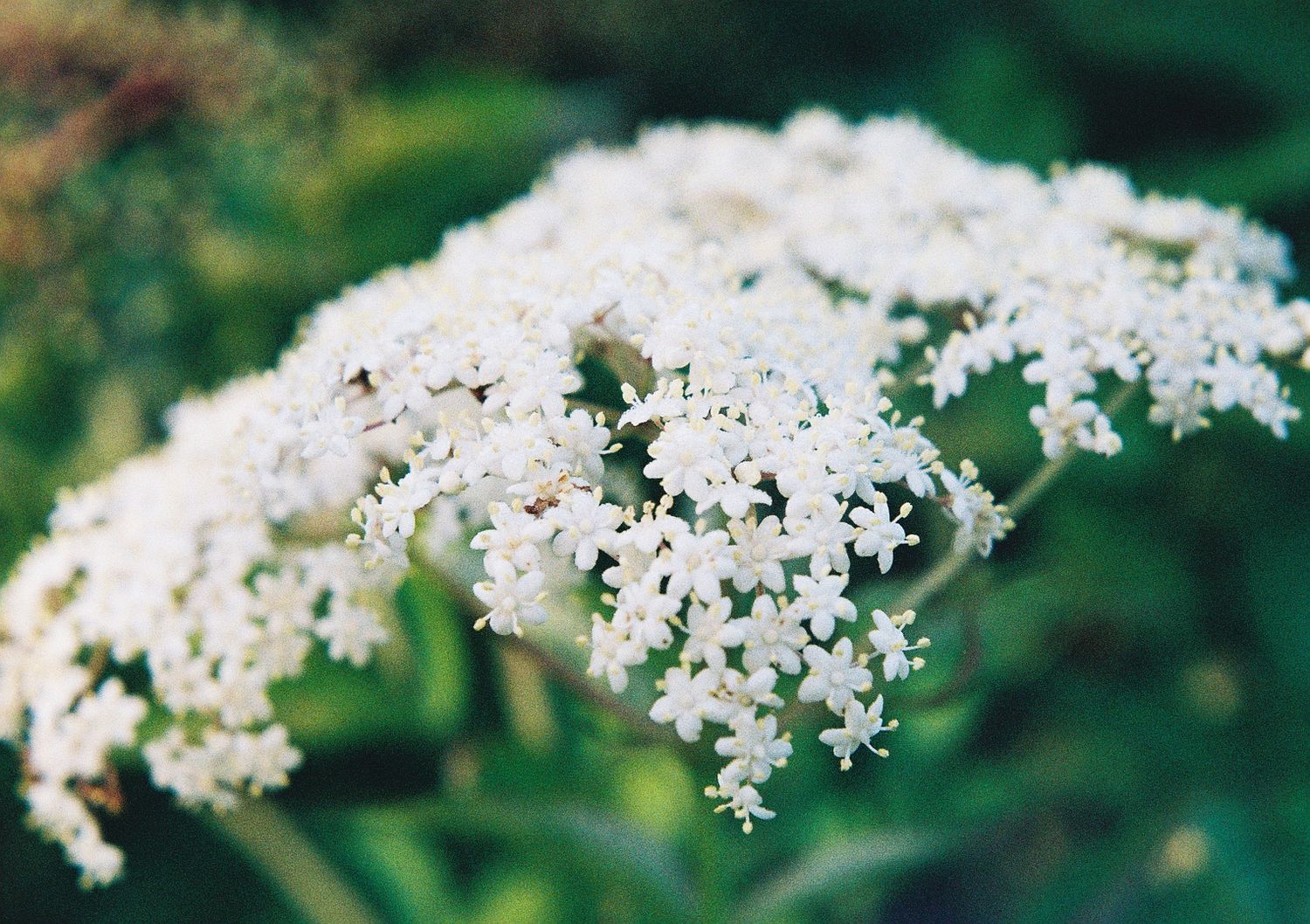 Close-up of white Queen Anne's Lace flowers against blurred green background.