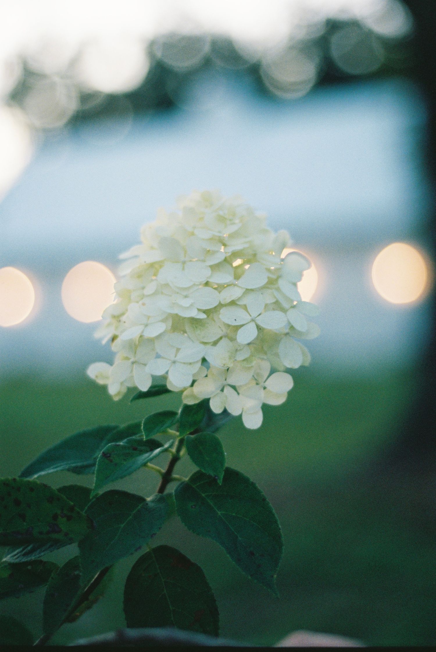 White hydrangea bloom in soft focus with bokeh lights in background during golden hour.