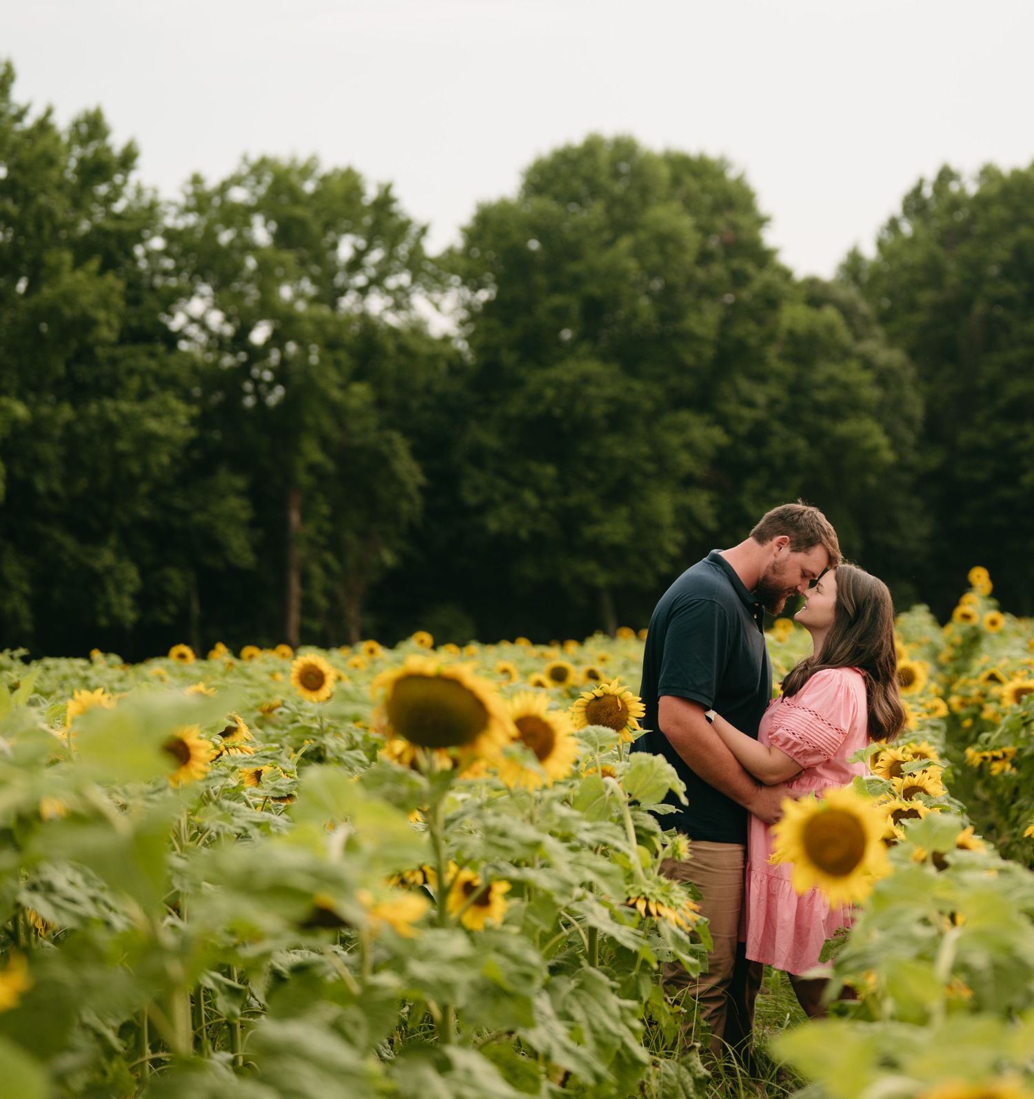 Couple shares intimate moment in blooming sunflower field.