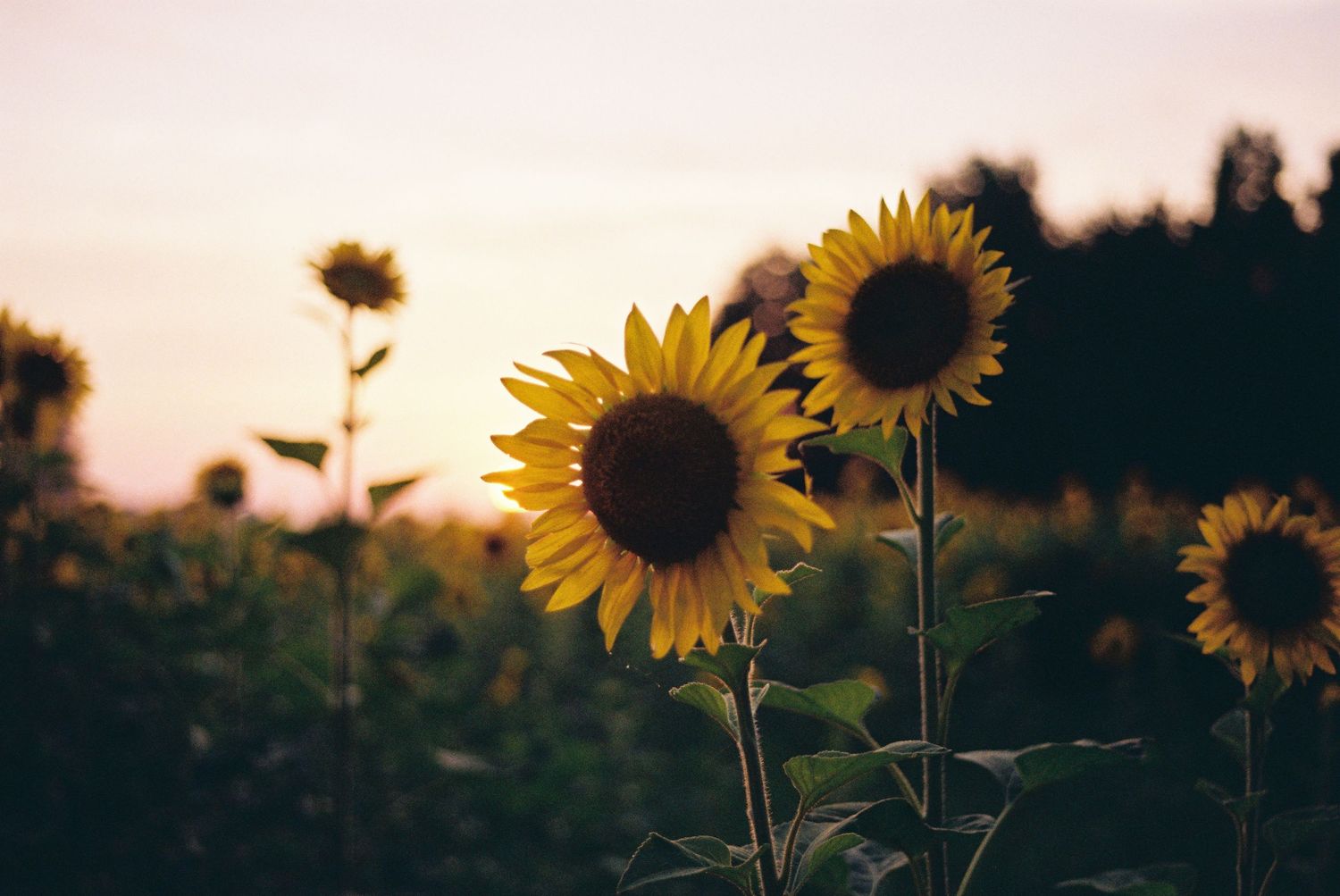Vibrant sunflowers silhouetted against dusky sunset sky in field.