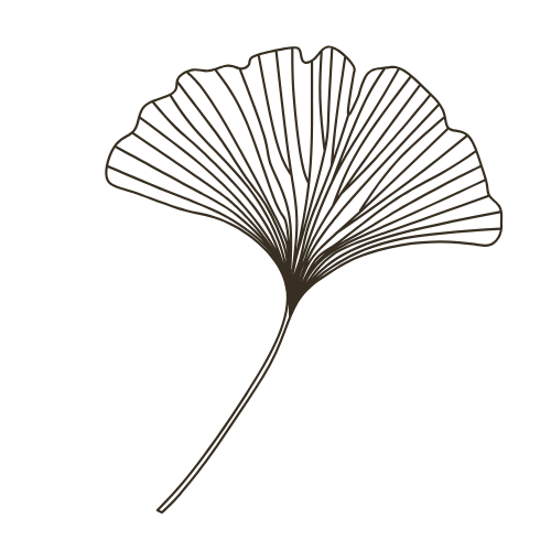 Simple line drawing of a ginkgo leaf with delicate radiating veins and long stem.