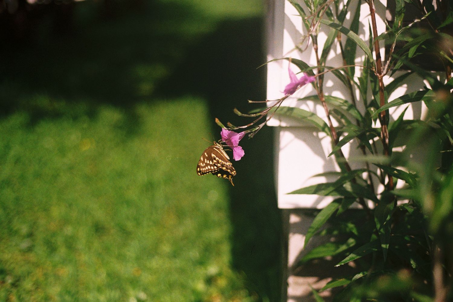Butterfly hovers near pink flowers in a lush garden setting.