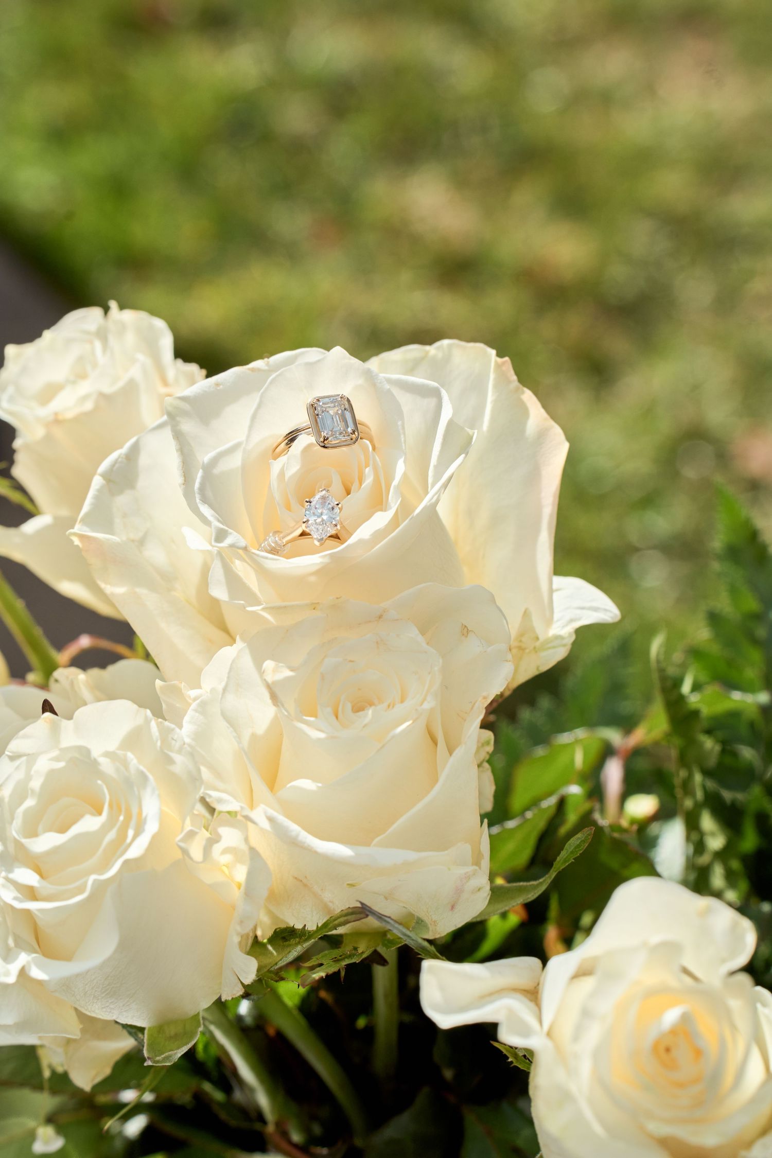 Delicate cream-colored roses with soft petals arranged in a row against green foliage background.