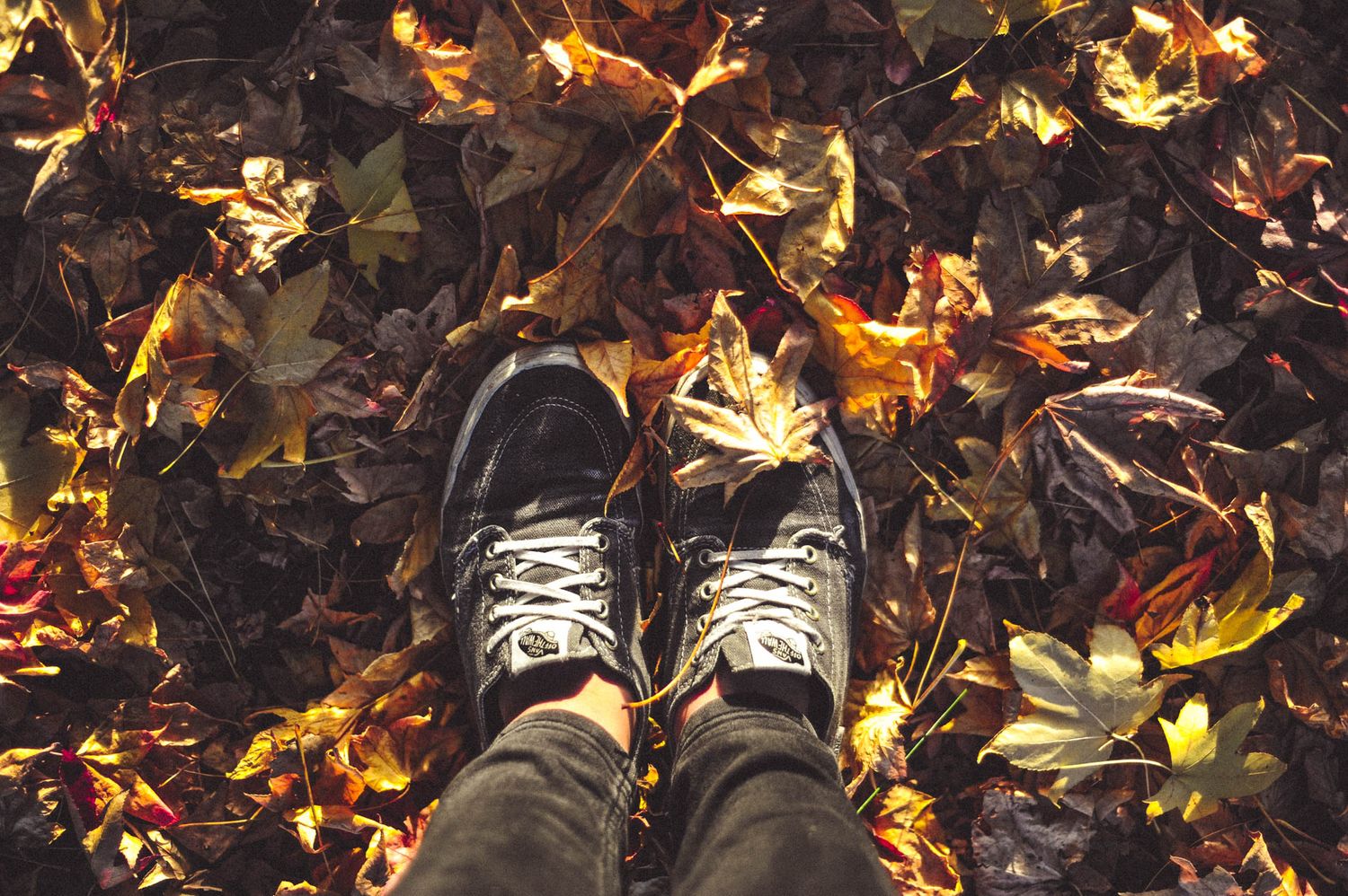 Converse sneakers resting on fallen autumn leaves in warm lighting.
