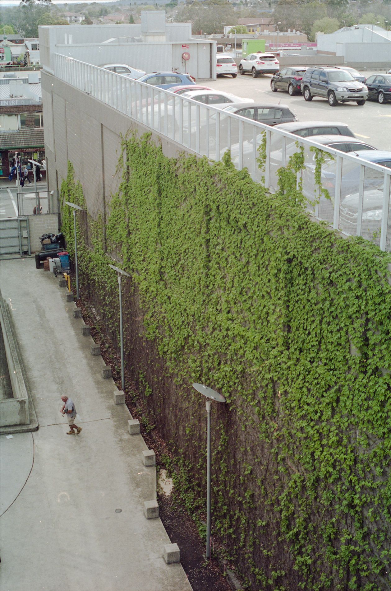 Green ivy covered wall in parking area with lone pedestrian walking below.