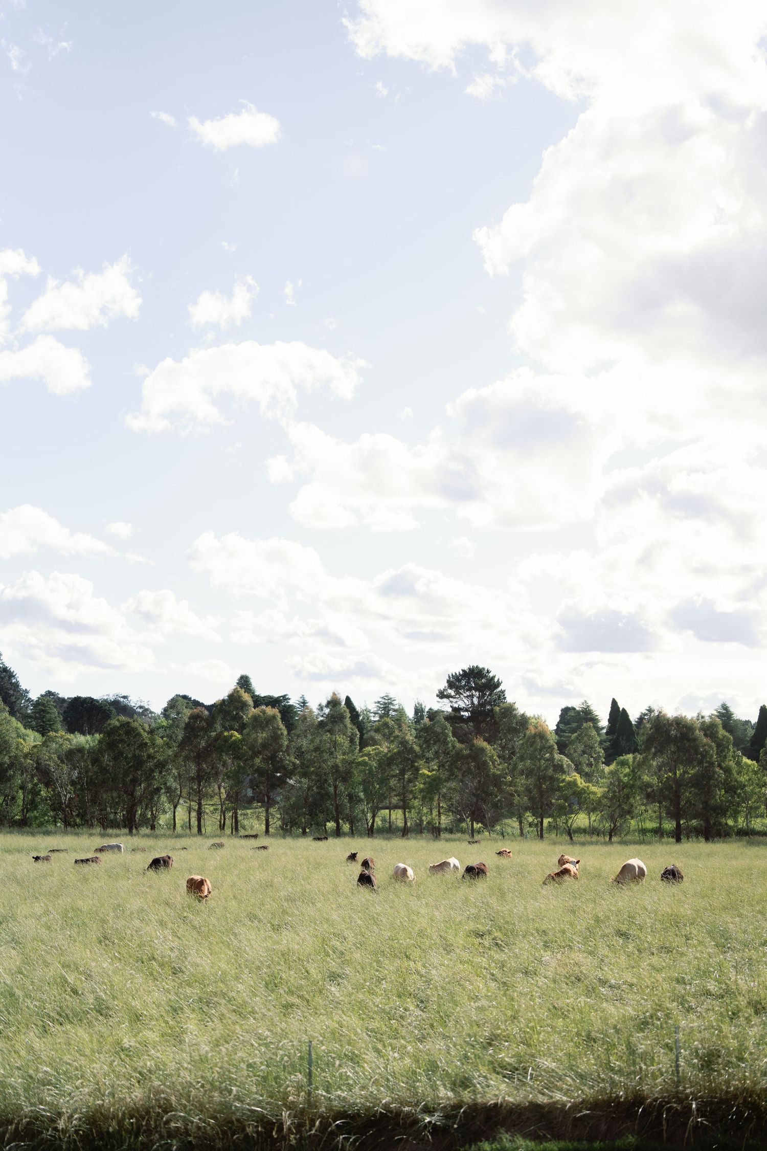 Panoramic view of cattle grazing in a green pasture under cloudy skies.