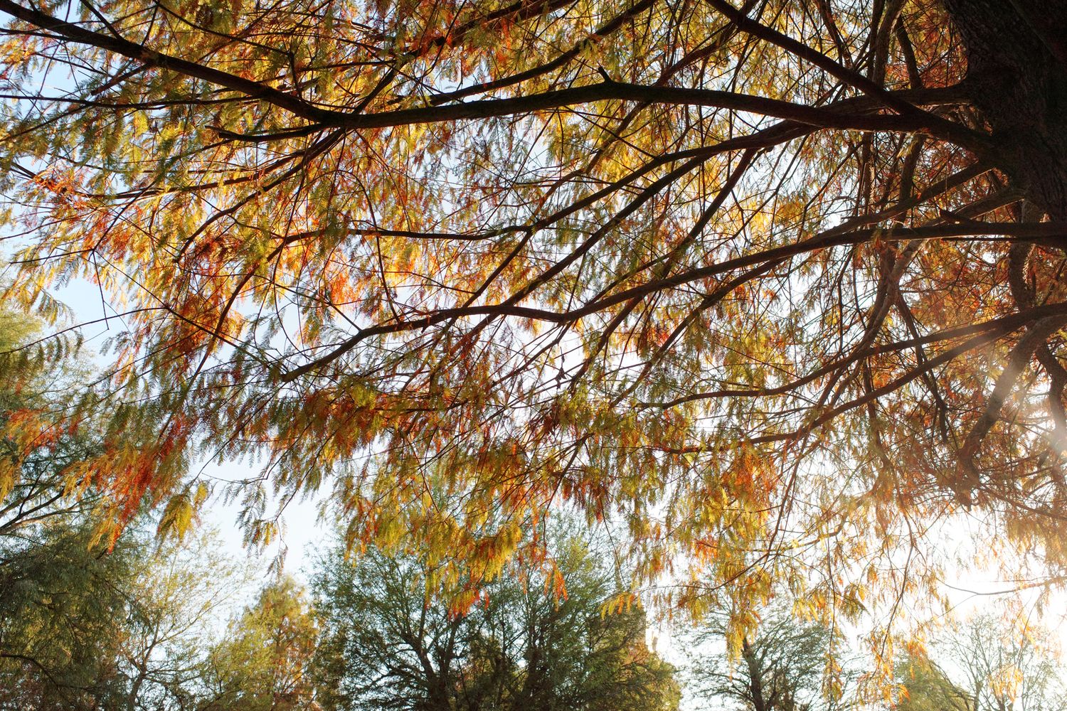 Autumn trees with golden leaves viewed from below against a bright sky.