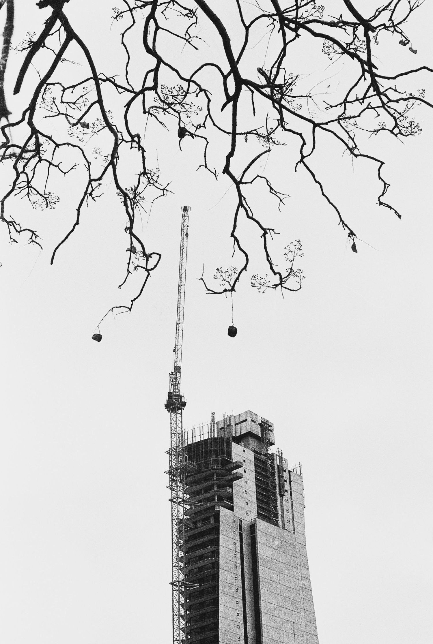 Black and white photo of a tower under construction framed by bare tree branches against a bright sky.