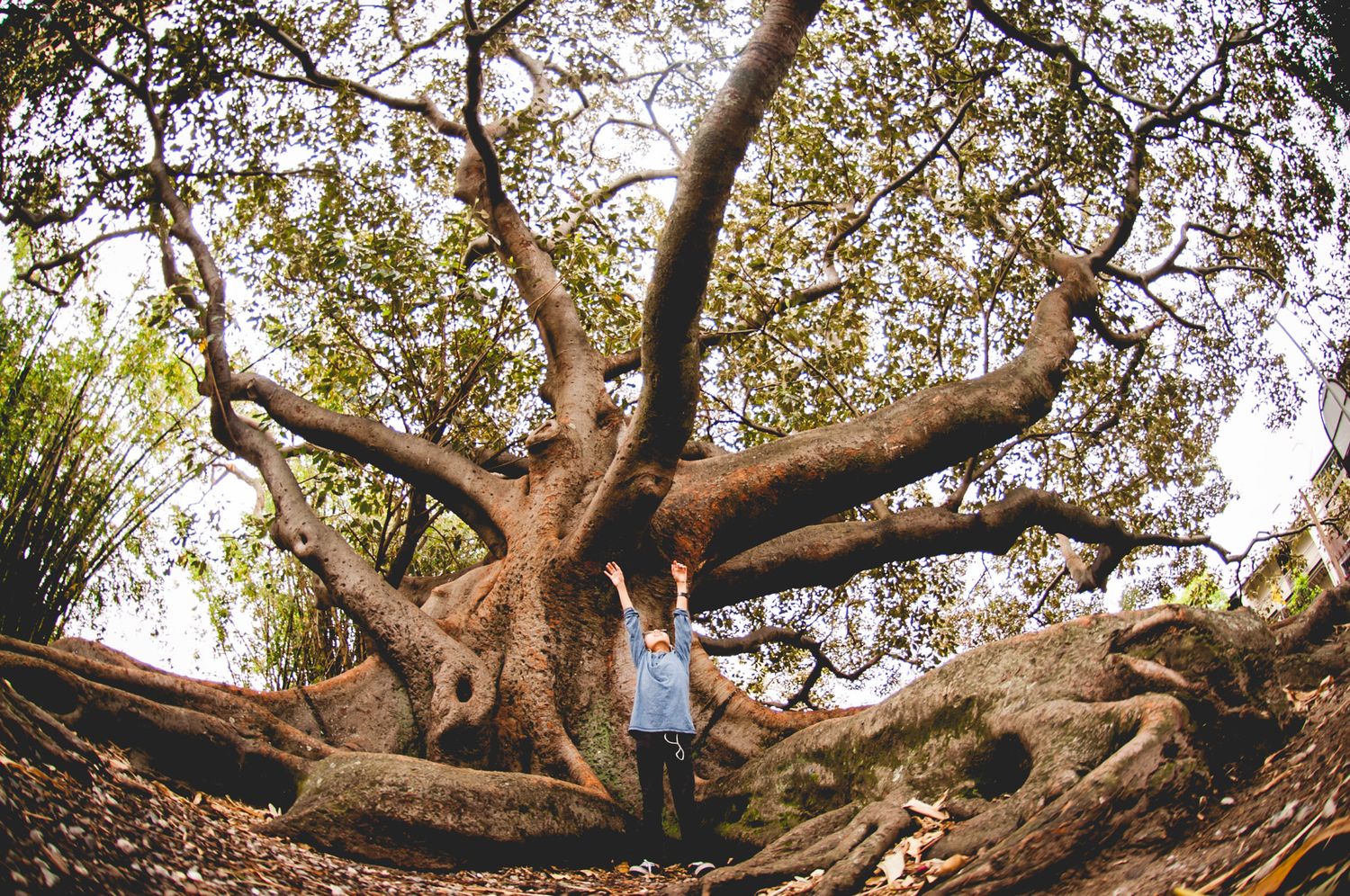 A massive tree with sprawling roots and branches creates a dramatic natural scene.