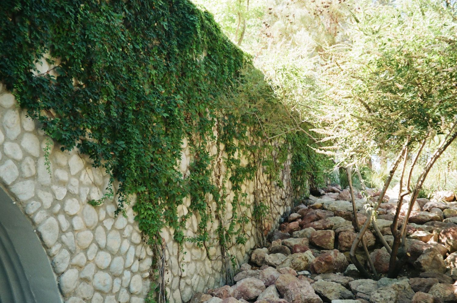 Stone wall covered in lush green ivy with rocky path alongside.