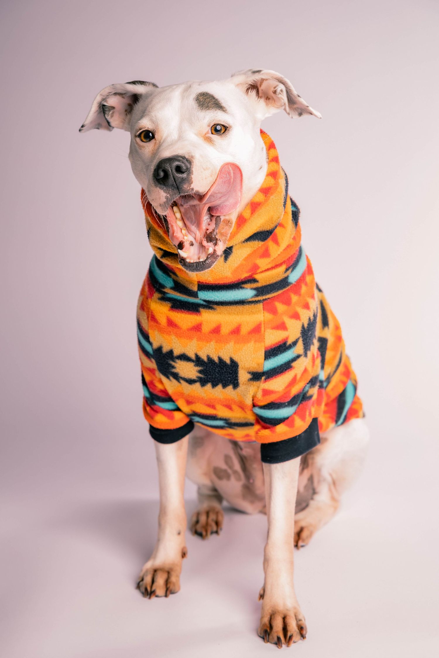Happy white pit bull dog wearing a colorful orange patterned hoodie sweater sitting on white background.
