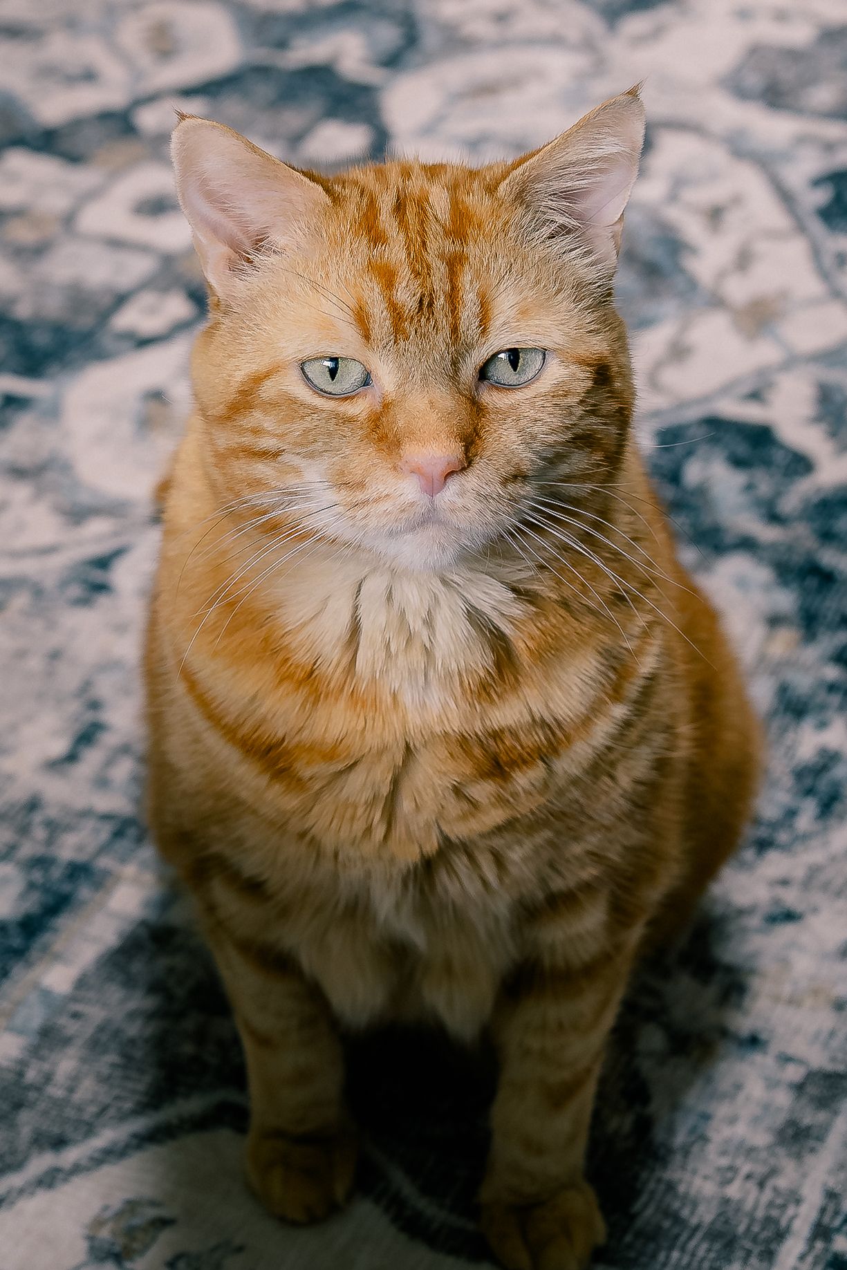 Orange tabby cat with green eyes sitting upright on a patterned carpet indoors.