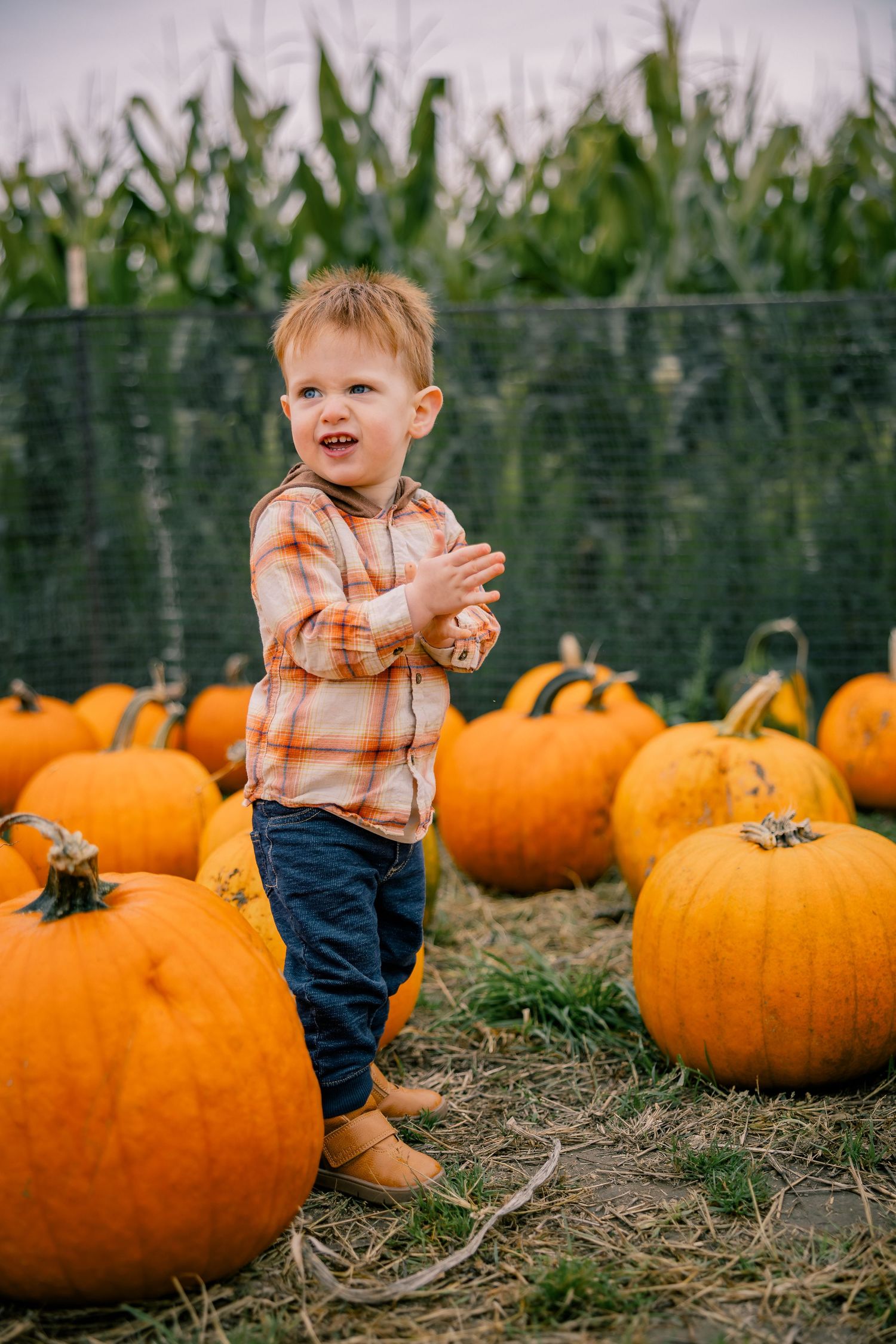 Toddler clapping hands in a pumpkin patch, wearing plaid shirt and jeans, surrounded by large orange pumpkins near a cornfield.