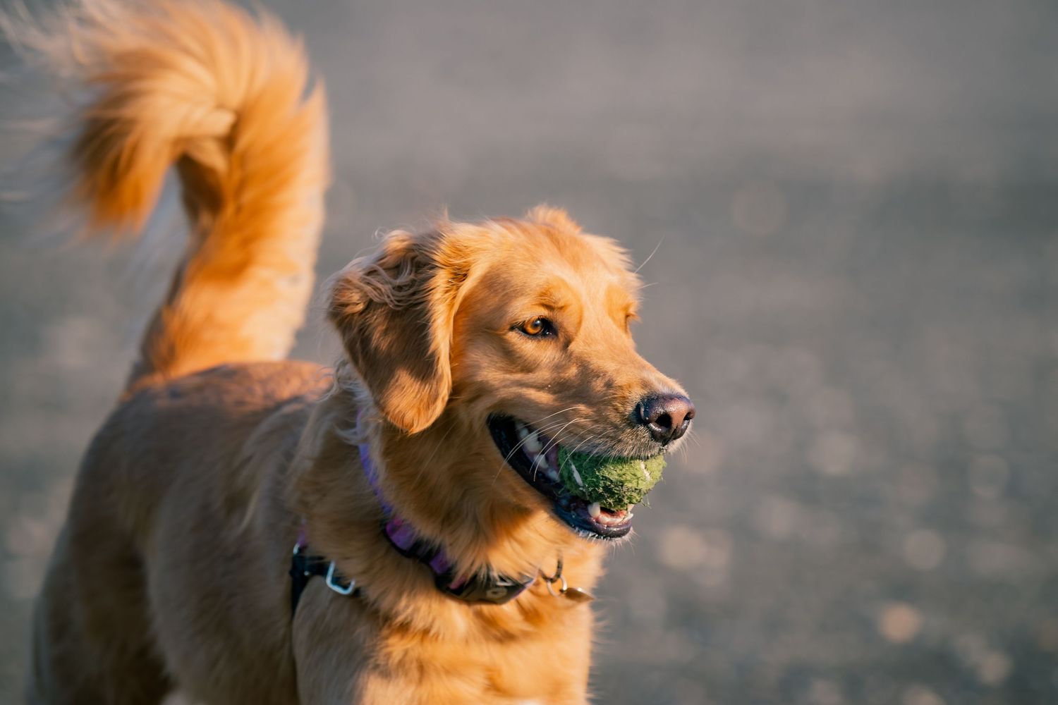Happy golden retriever dog carrying a green tennis ball in its mouth outdoors.