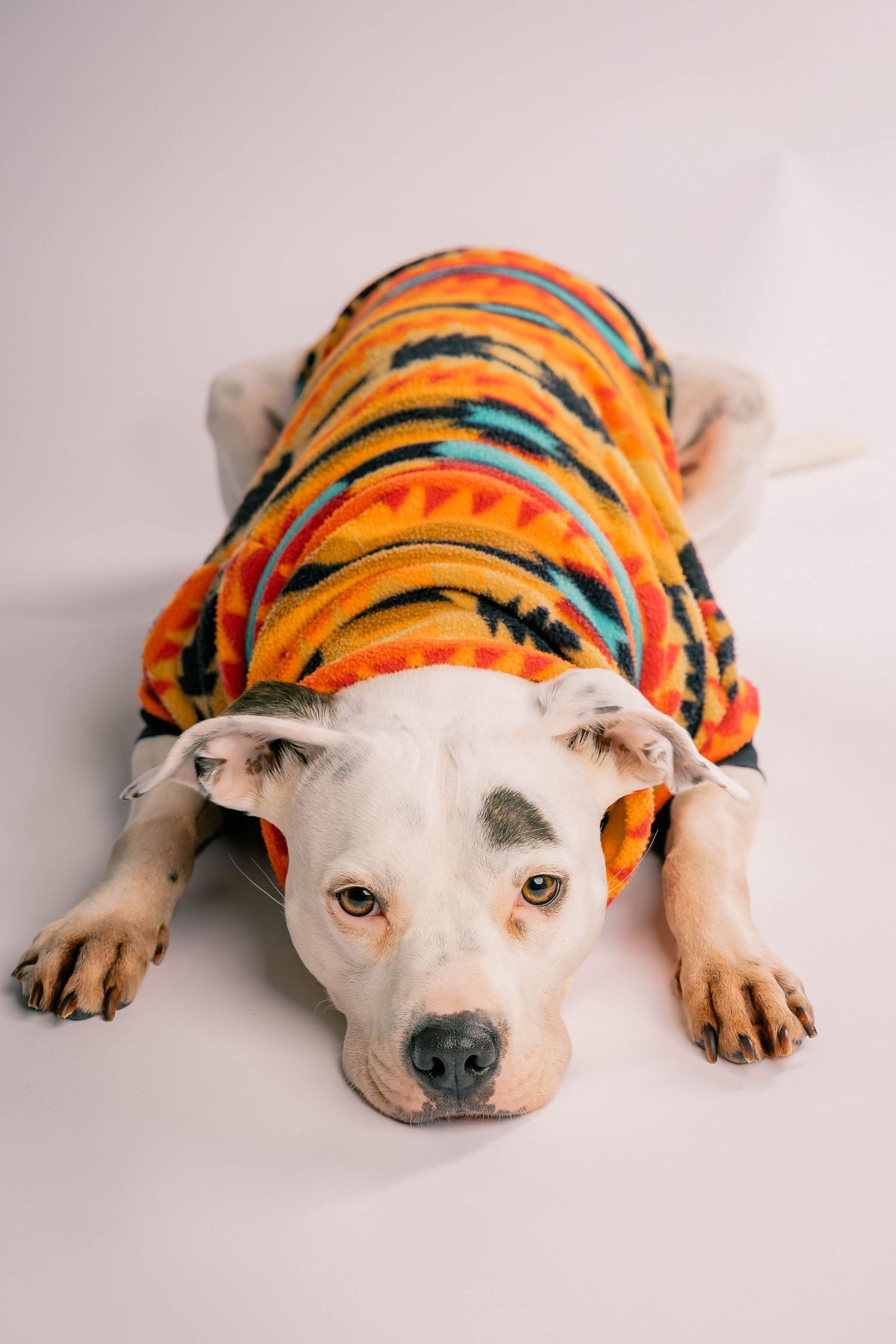 White pit bull dog lying down wearing a bright orange tribal print hoodie on a white studio background.