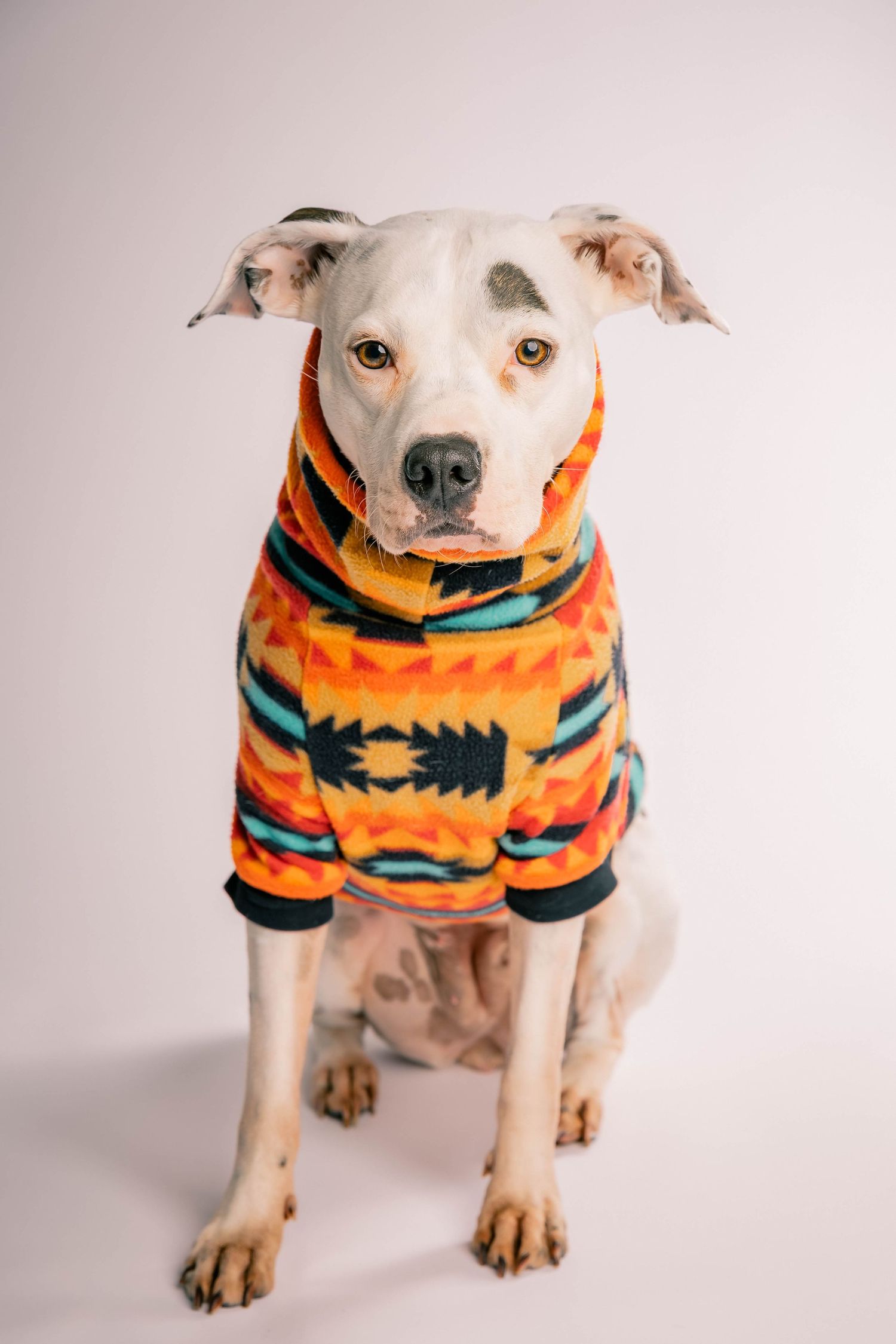 White pit bull dog in a vibrant orange geometric patterned hoodie sitting and looking at the camera.