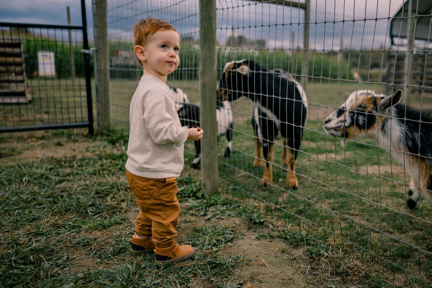 Toddler boy in white sweater and tan pants stands by a wire fence with goats at a petting zoo farm.