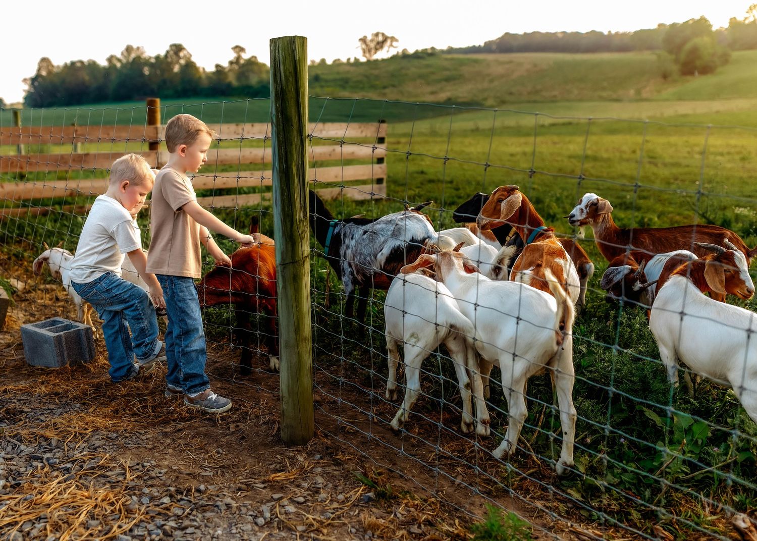 Boys interacting with their goats on their farm in Central NY