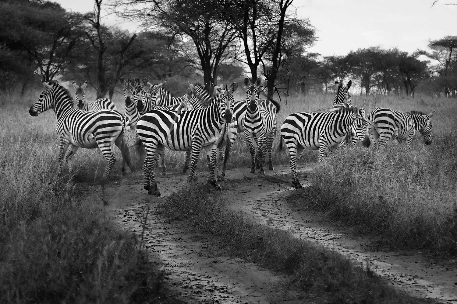 A herd of zebras walking along a path through the African bush.