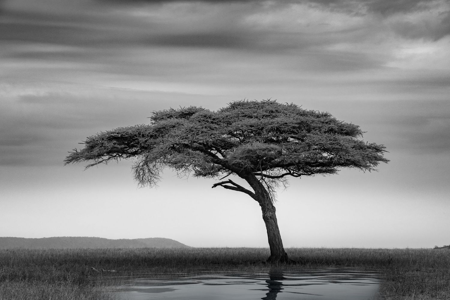 A series of dramatic black and white landscape photographs featuring lone acacia trees on the African savanna.