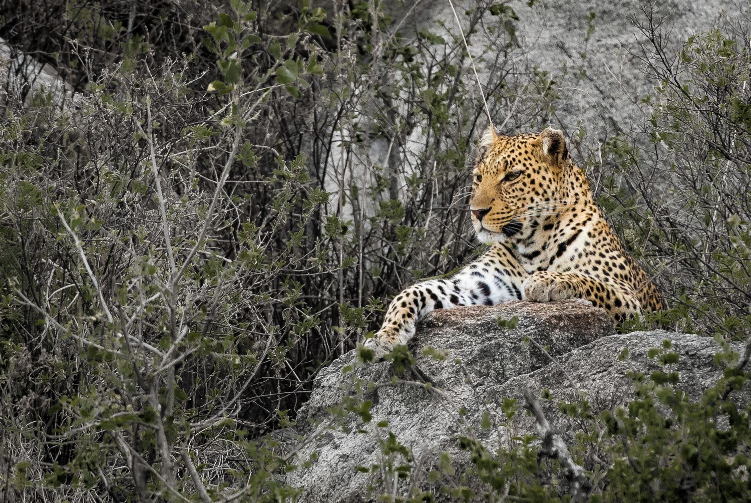 Leopard resting on rocky terrain in natural habitat with dramatic lighting and shadows.