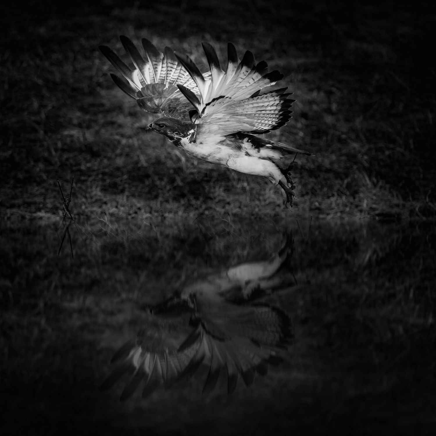 Series of black and white photographs showing a bird in flight over dark water.