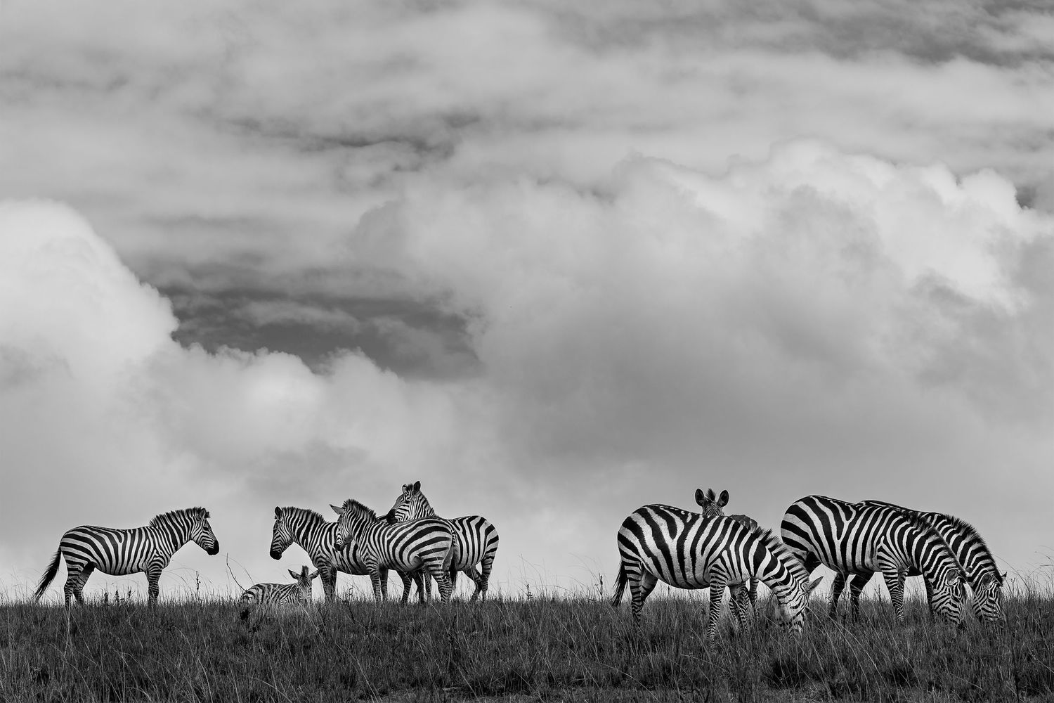 Panoramic view of zebra herd grazing on African savanna under dramatic cloudy sky.