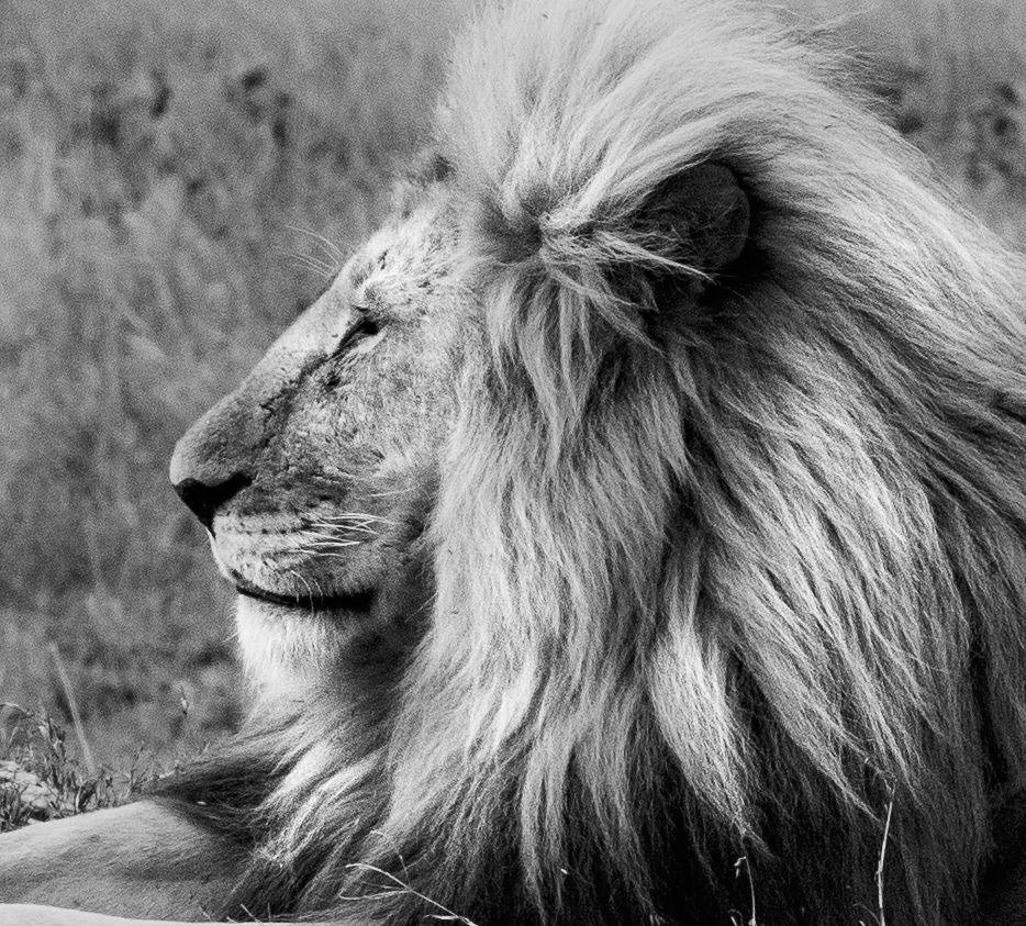 Profile view of a male lion with majestic mane in black and white photography.