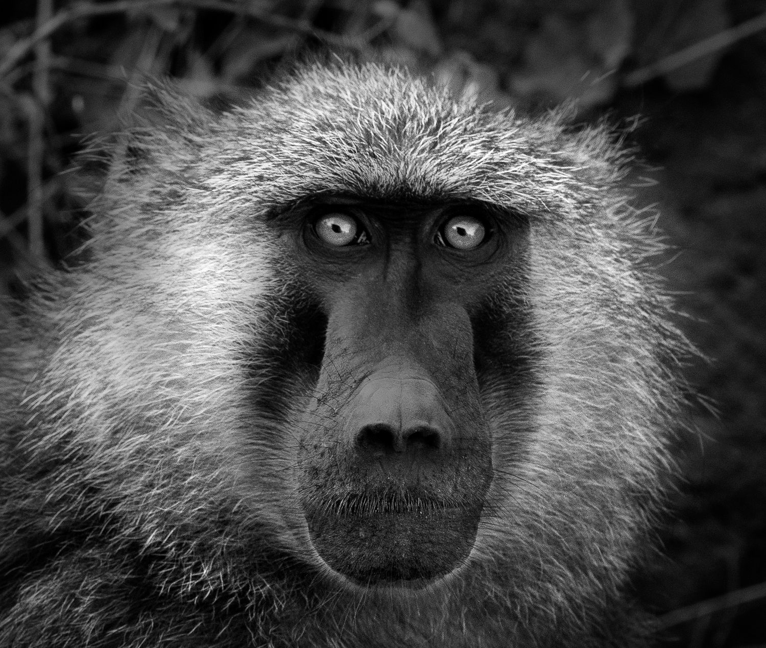Intense close-up of a baboon's face showing detailed fur and expressive eyes in black and white.