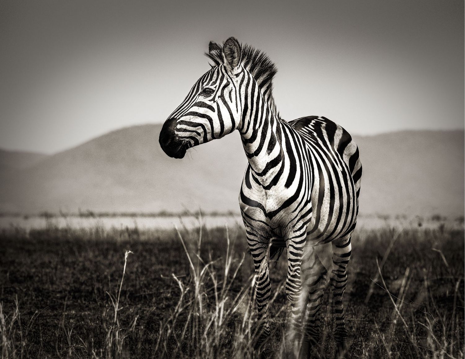 A group of zebras standing in an African savanna landscape in black and white.