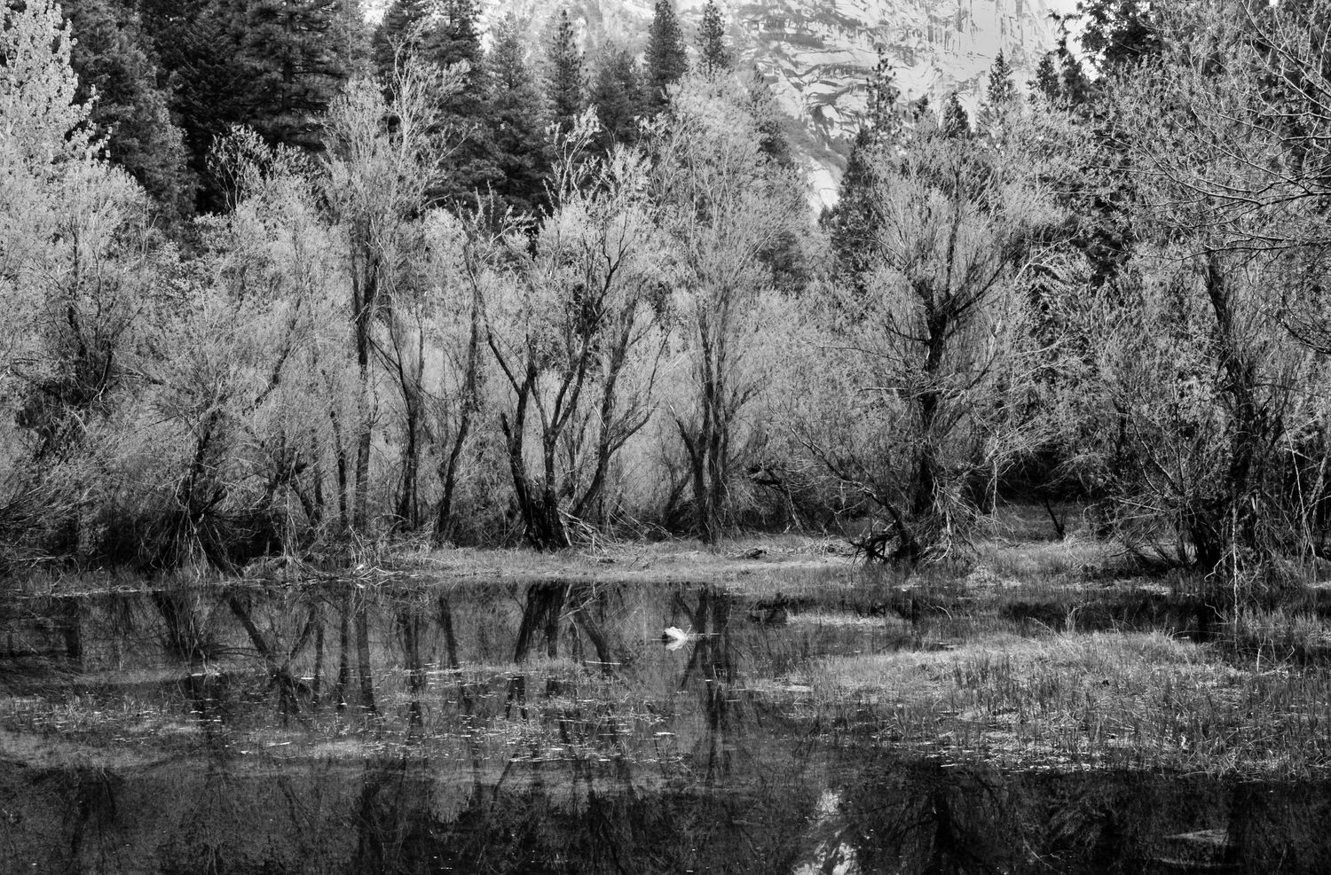 A black and white panoramic landscape photograph shows a serene forest scene with bare trees reflected in still water.