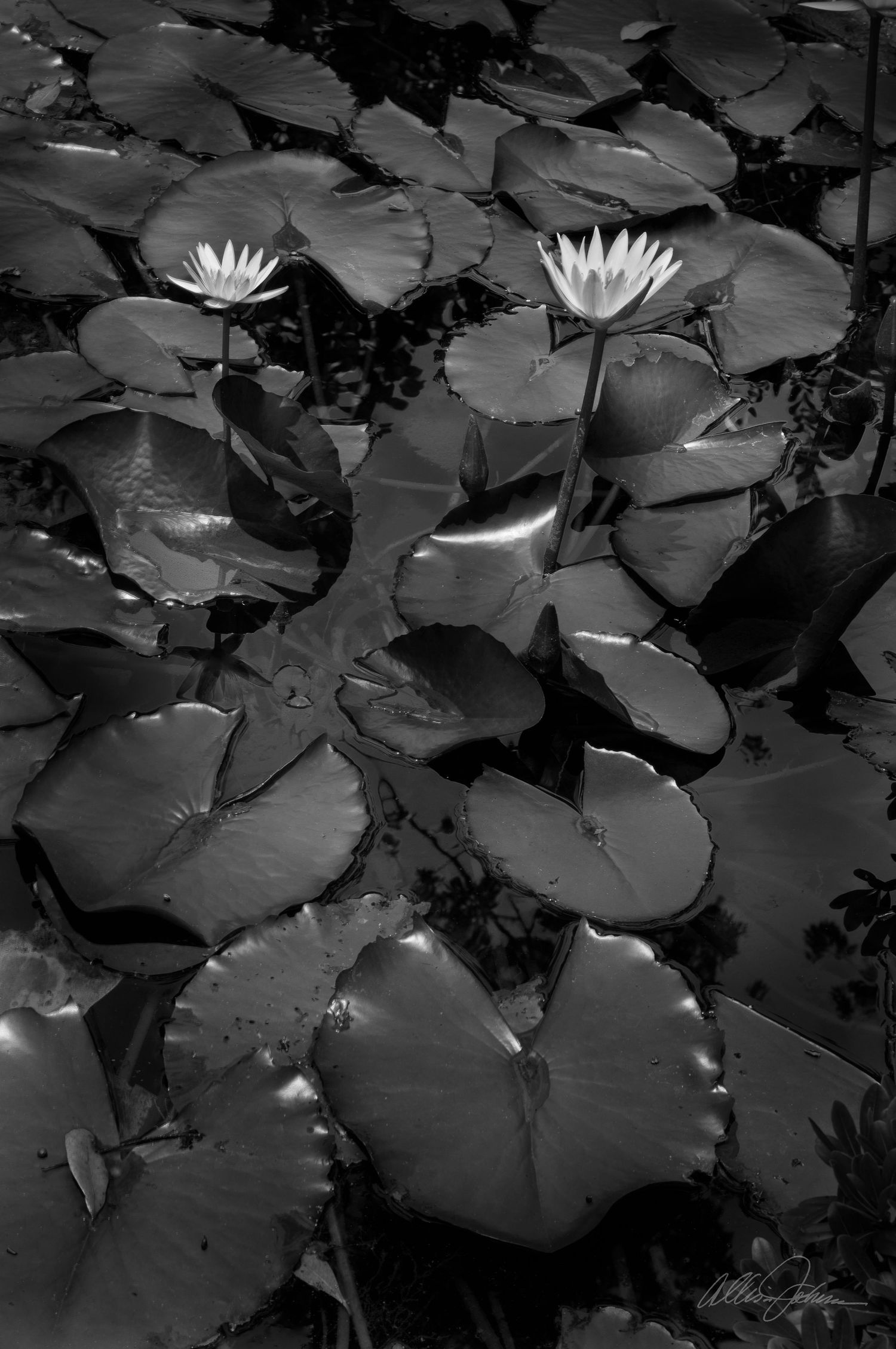 Monochromatic photograph of water lily pads with white blooming flowers in a tranquil pond.