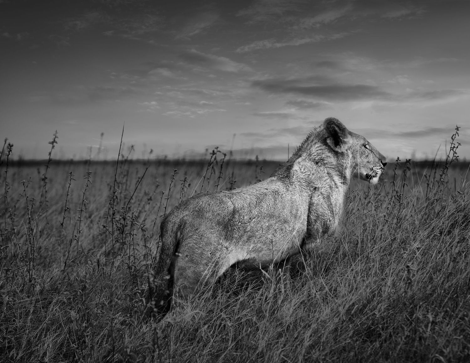 Black and white panorama of lions lounging in tall grass on African plains.