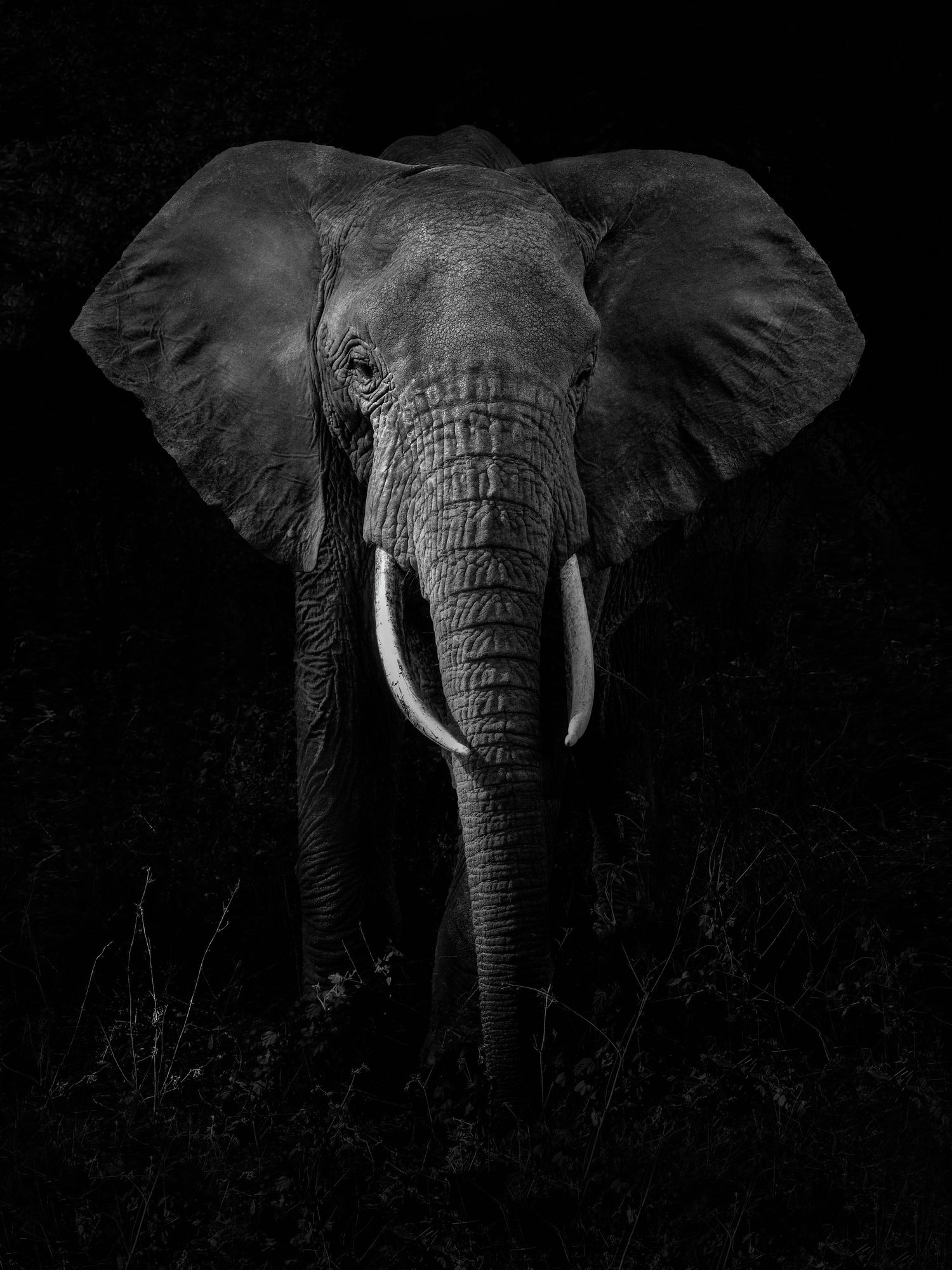 Dramatic black and white portrait of African elephant with large tusks emerging from darkness.