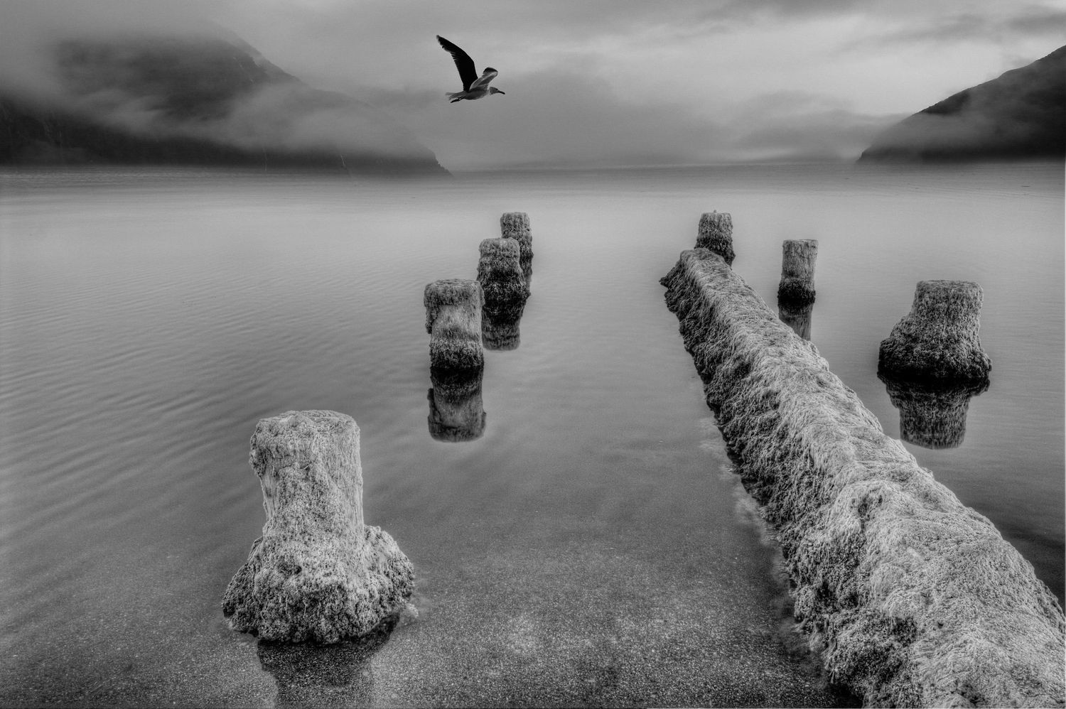 A series of black and white coastal photographs showing rock formations and seabirds along a dramatic shoreline.