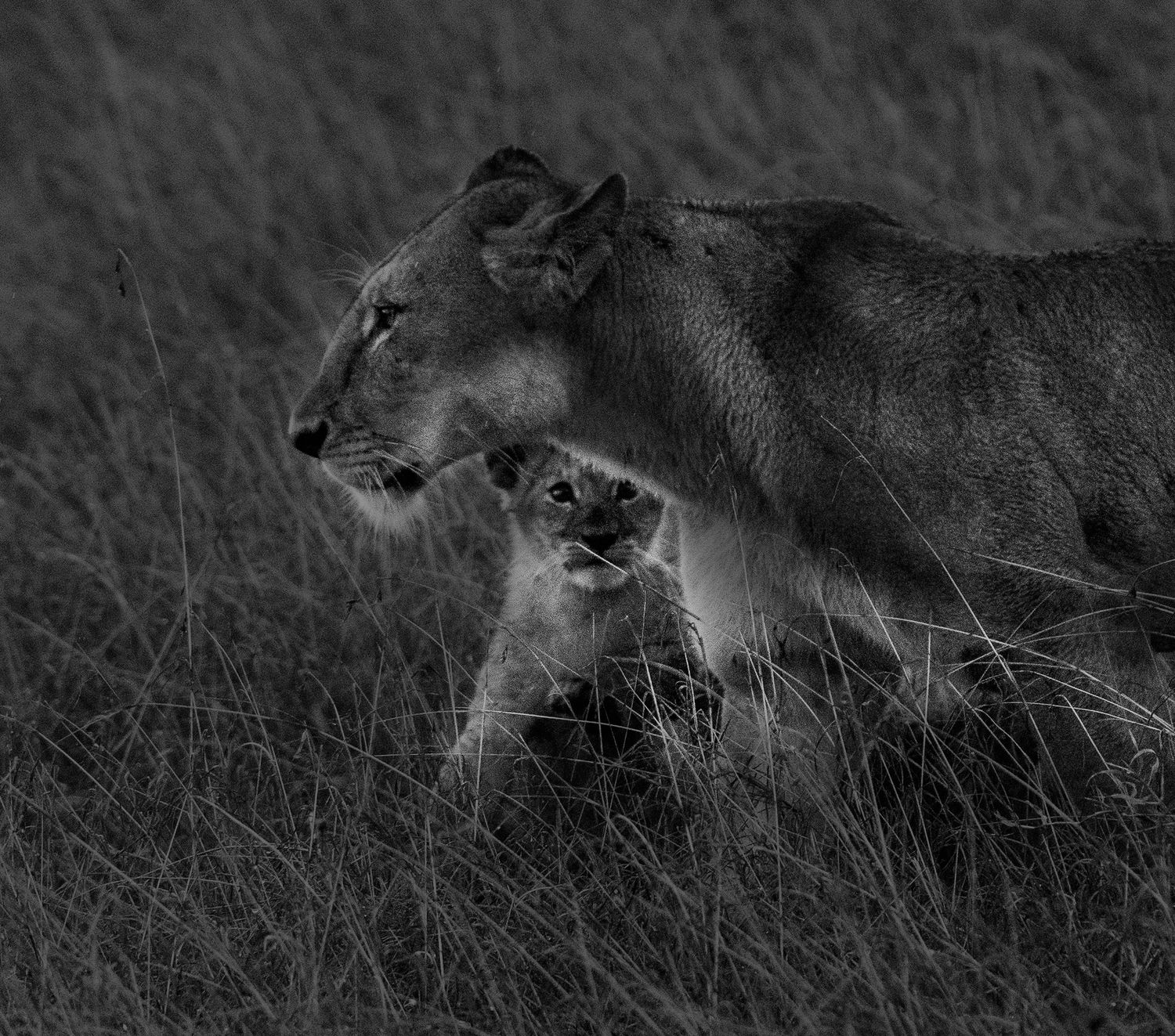Lions stalking through tall grass in monochrome African savanna scene.
