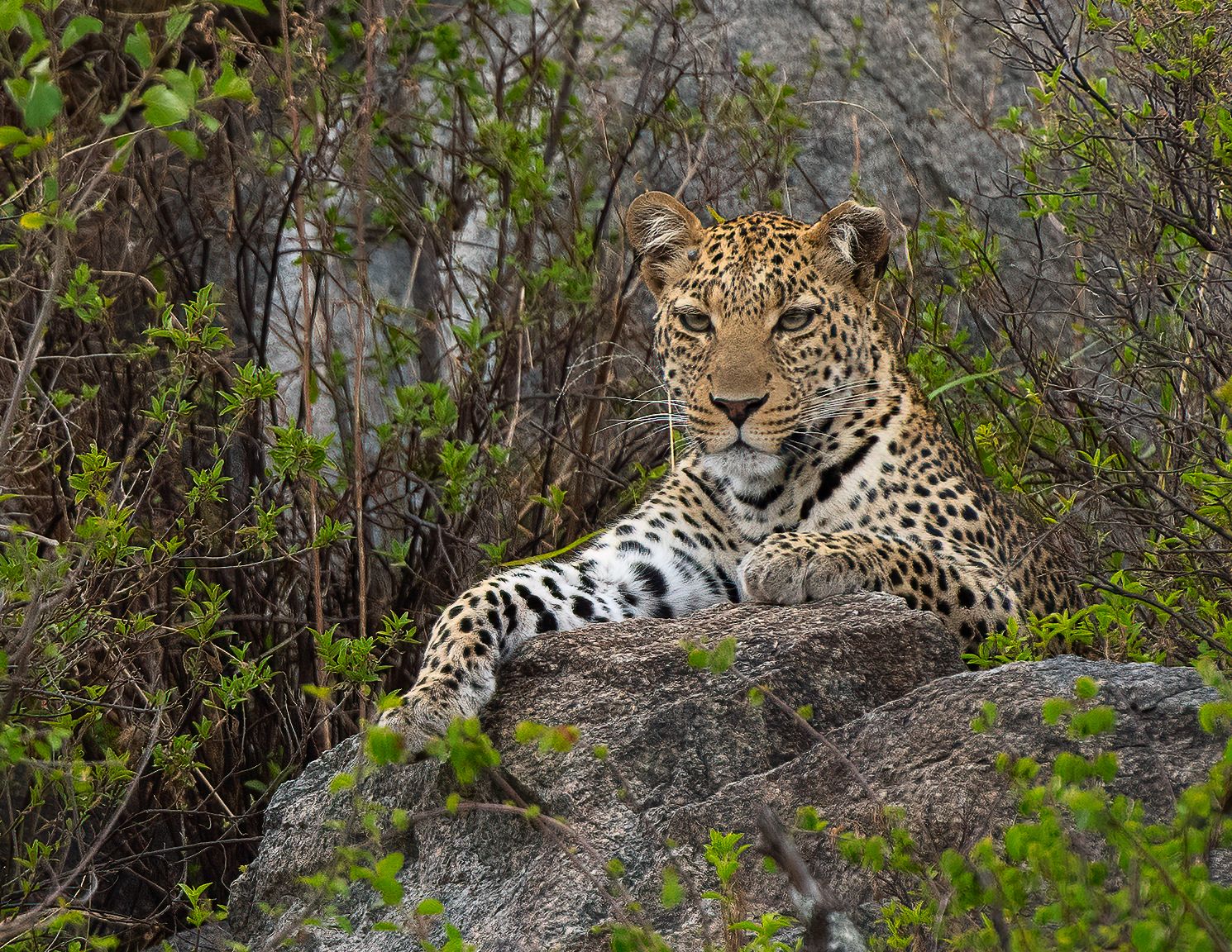 Leopard resting on a rocky outcrop surrounded by green foliage in natural habitat.
