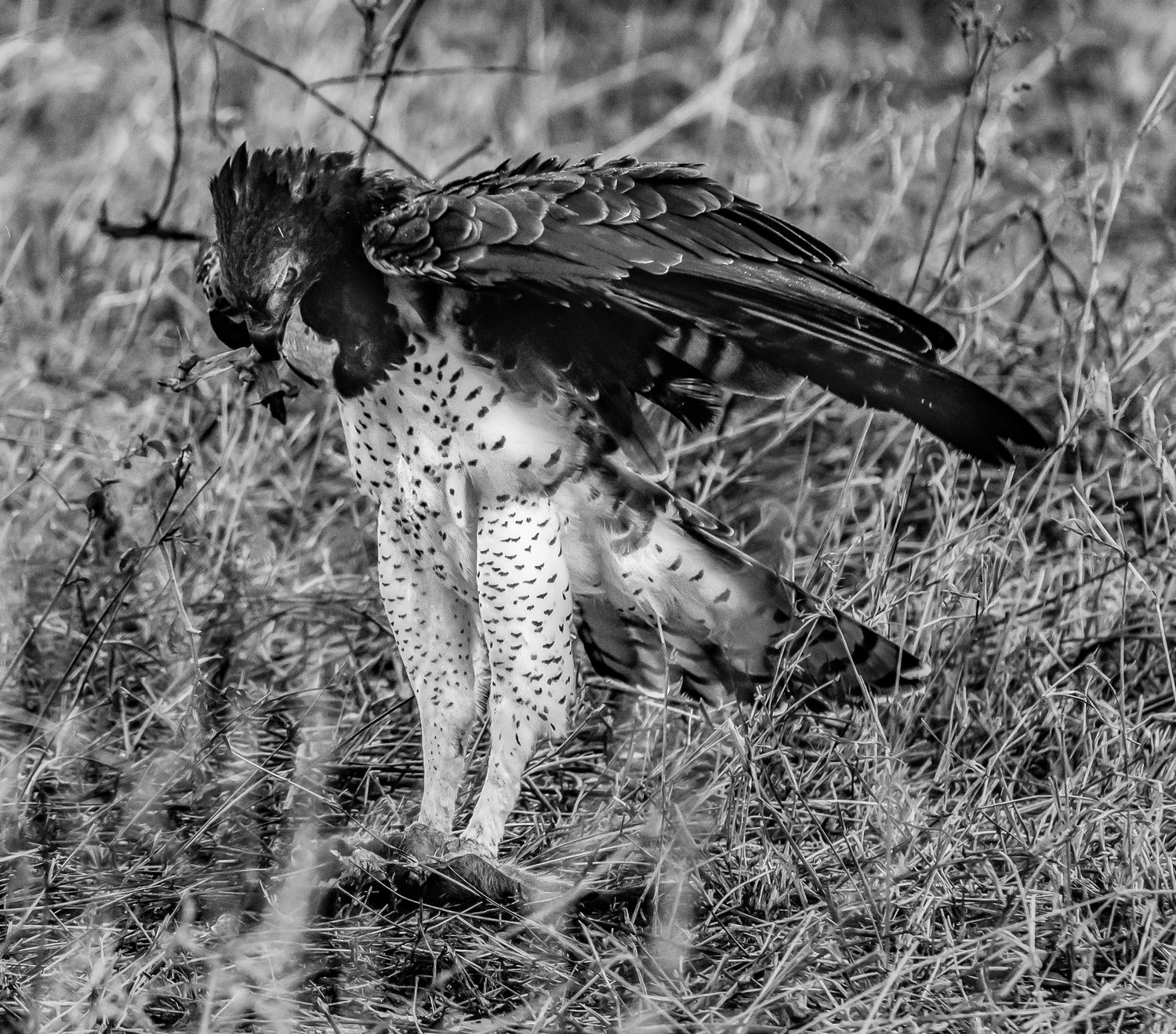 A leopard perched in a tree branch against a dark background in black and white.