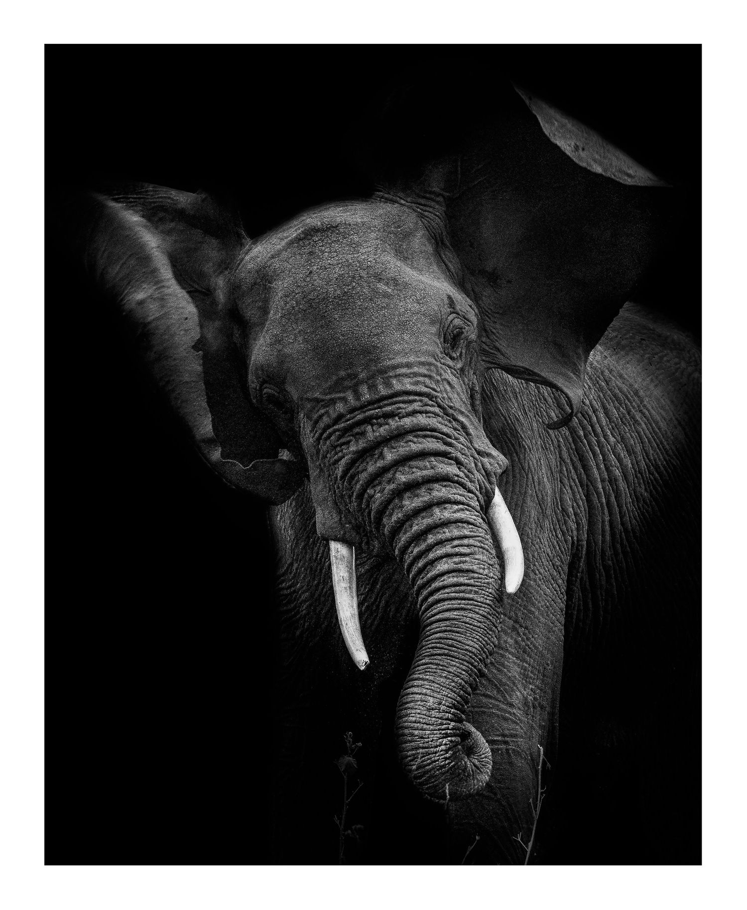 Dramatic black and white portrait of an African elephant with prominent tusks.