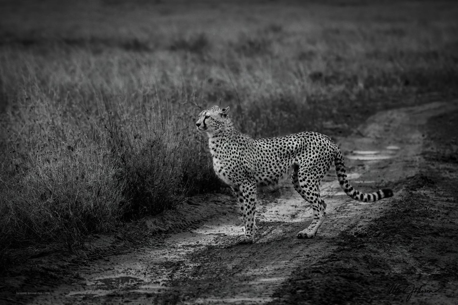 Cheetahs walking along dirt path through African grassland in black and white.