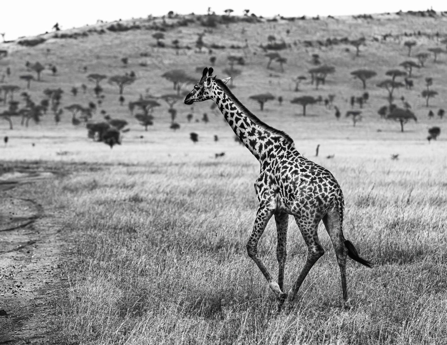 Giraffes walking across an African grassland with scattered trees in the distance.