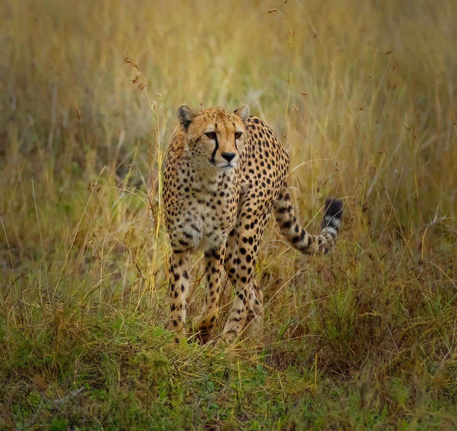 Cheetahs walking through tall grass in an African savanna landscape.