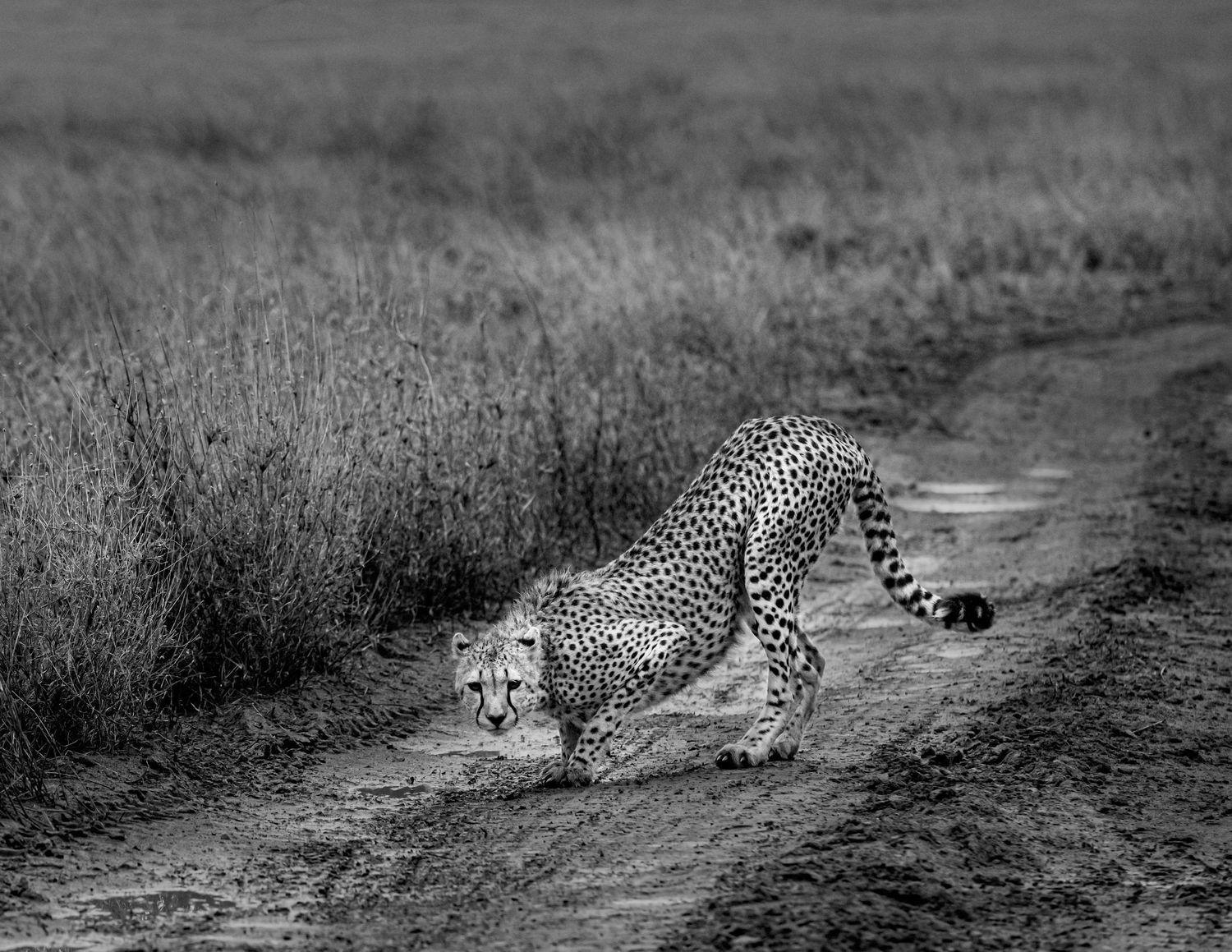 Cheetahs resting on a dirt path through grassland in black and white.