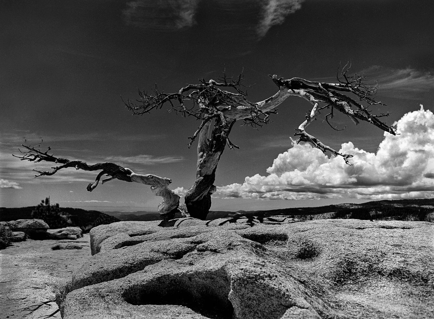 Dramatic black and white landscape showing weathered dead trees against cloudy sky on rocky terrain.