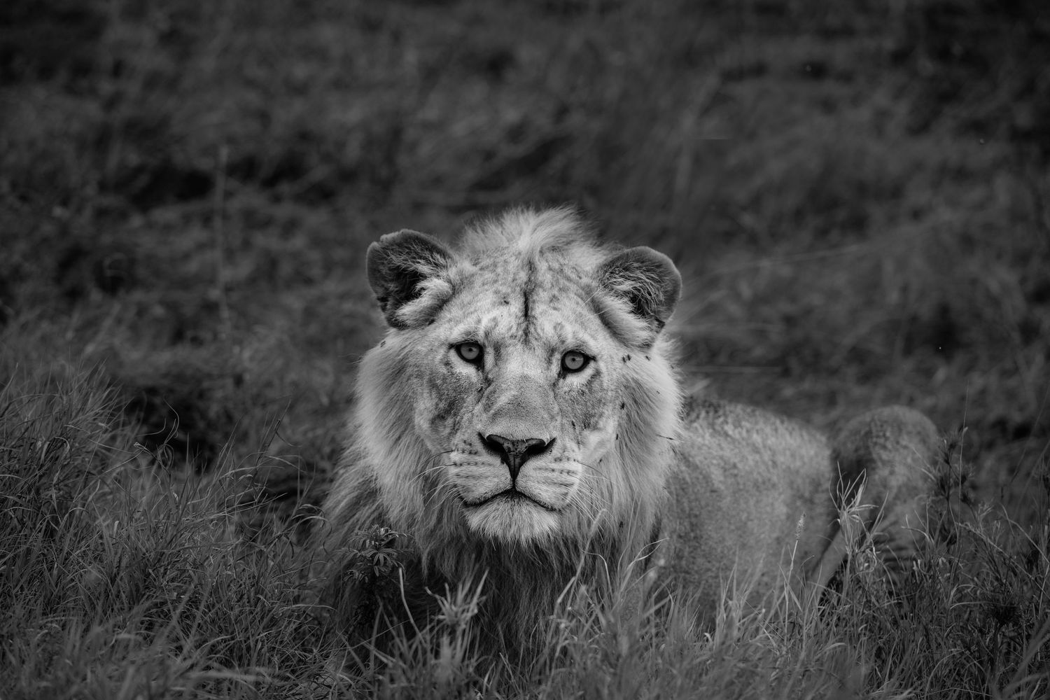 Close-up portrait of a male lion resting in the grass in dramatic black and white.