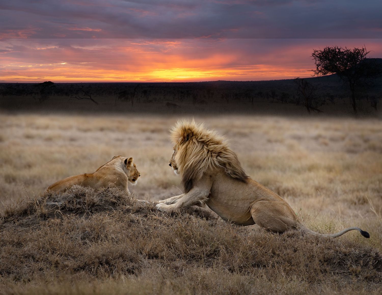 Pride of lions resting on savanna grassland during a dramatic African sunset.