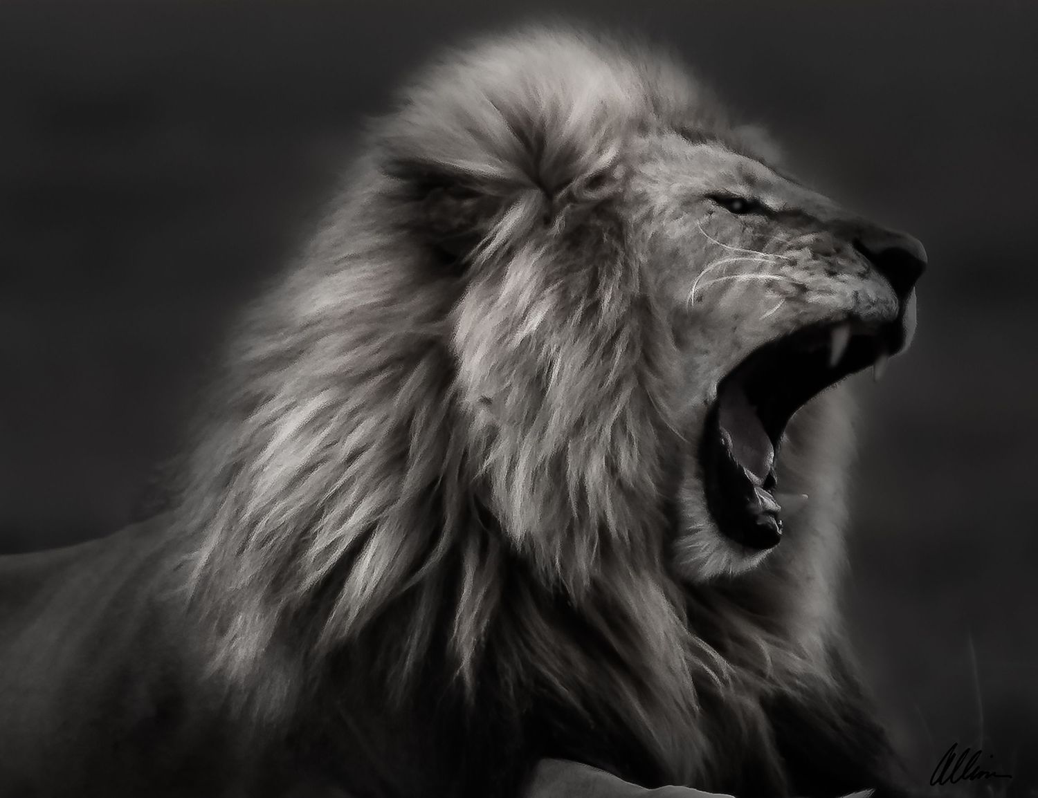 Dramatic black and white profile of male lion roaring against dark background.