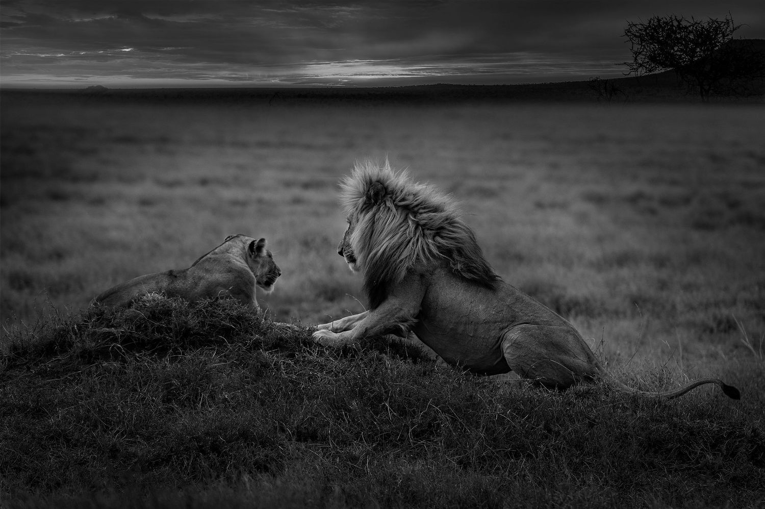 Dramatic monochrome landscape of lions resting on termite mound in African savanna.
