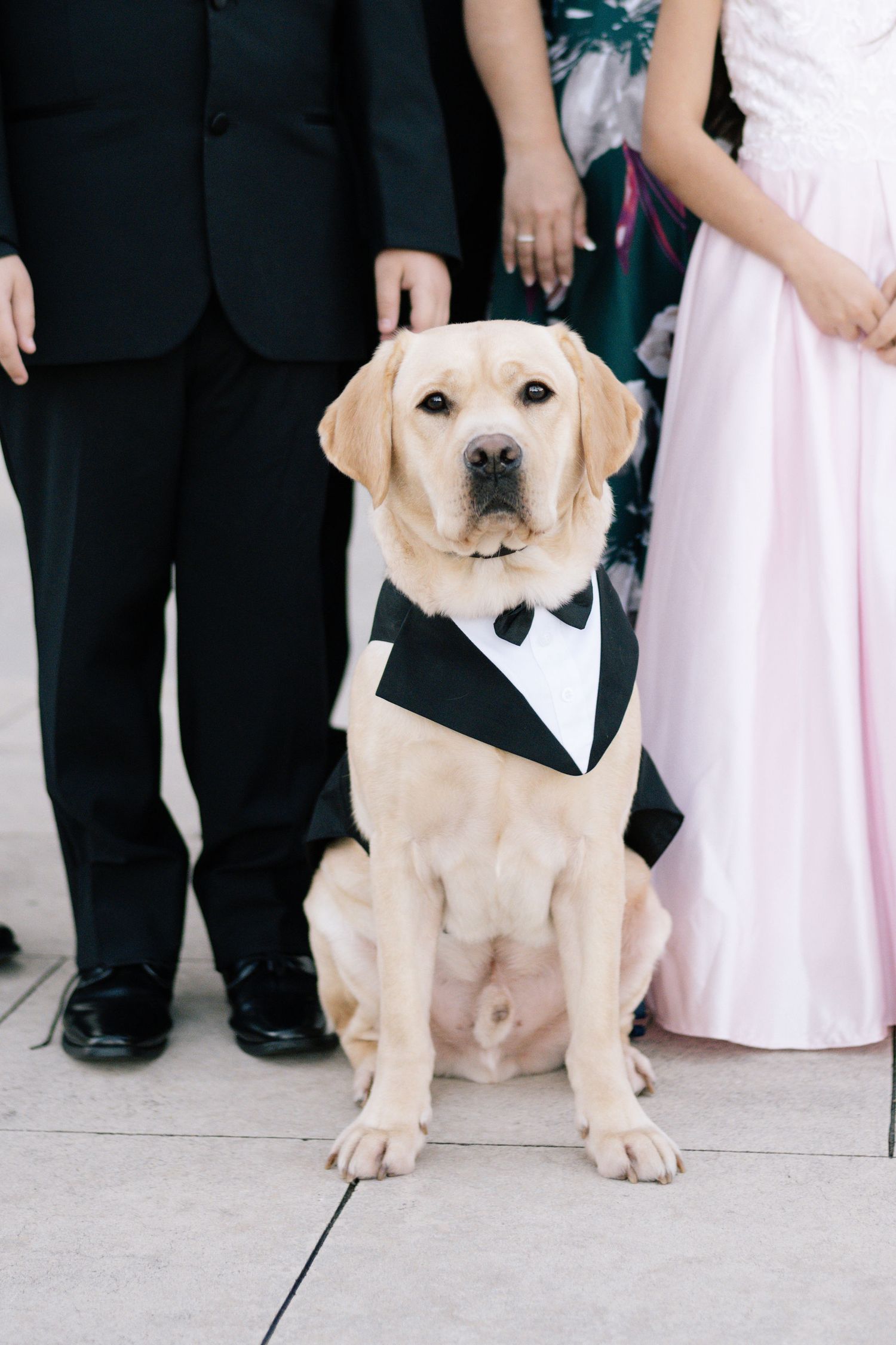 Yellow Labrador dogs wearing bow ties pose with the wedding party.